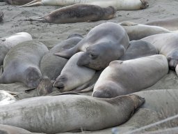 2008Elephant-Seals-25